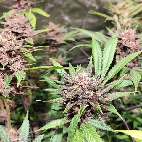 Red mandarine #4 growlog photo: Última poda y ya empeze a bajar EC del riego actualmente se regó con un EC de 1300 ms y pH de 6.5, próximo riego será de 800ms