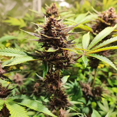 Red mandarine #4 growlog photo: Última poda y ya empeze a bajar EC del riego actualmente se regó con un EC de 1300 ms y pH de 6.5, próximo riego será de 800ms