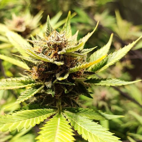 Red mandarine #4 growlog photo: Última poda y ya empeze a bajar EC del riego actualmente se regó con un EC de 1300 ms y pH de 6.5, próximo riego será de 800ms