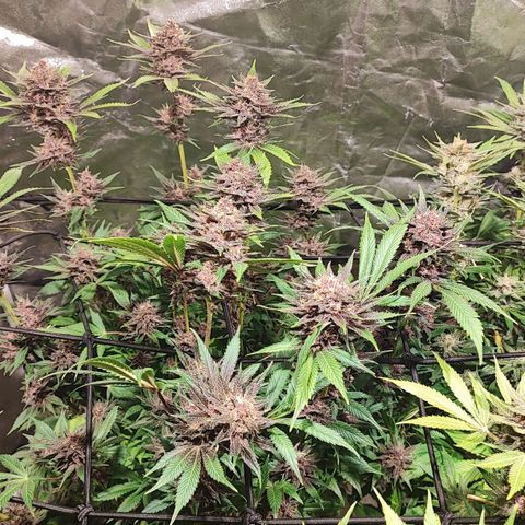 Red mandarine #4 growlog photo: Última poda y ya empeze a bajar EC del riego actualmente se regó con un EC de 1300 ms y pH de 6.5, próximo riego será de 800ms