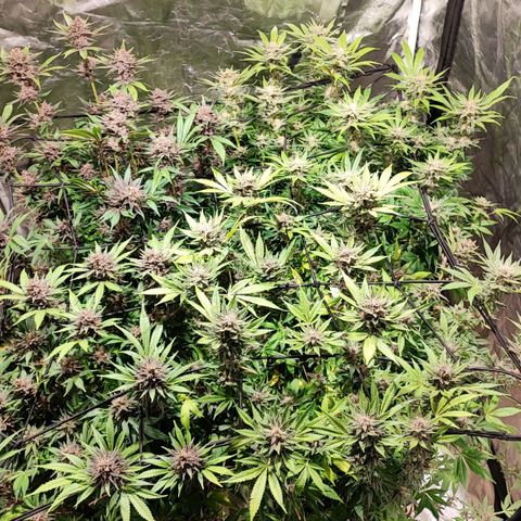 Red mandarine #4 growlog photo: Última poda y ya empeze a bajar EC del riego actualmente se regó con un EC de 1300 ms y pH de 6.5, próximo riego será de 800ms