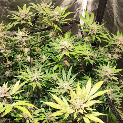 Red mandarine #4 growlog photo: Última poda y ya empeze a bajar EC del riego actualmente se regó con un EC de 1300 ms y pH de 6.5, próximo riego será de 800ms
