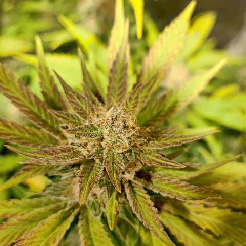 Red mandarine #4 growlog photo: Últimos días para el corte EC actual en 800ms