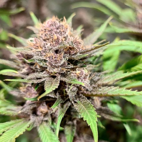 Red mandarine #4 growlog photo: Últimos días para el corte EC actual en 800ms