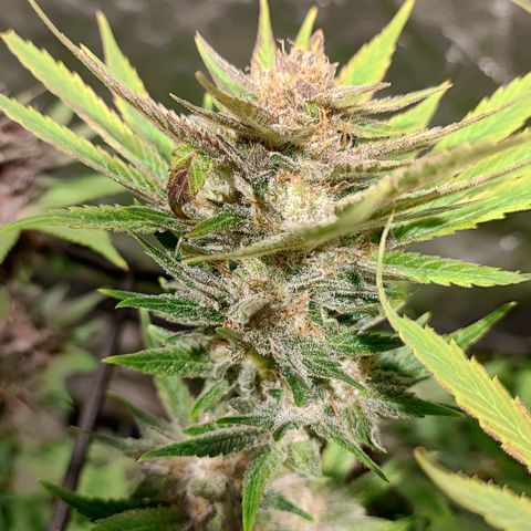 Red mandarine #4 growlog photo: Últimos días para el corte EC actual en 800ms