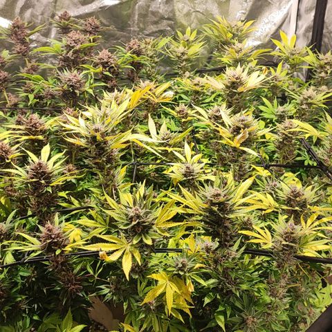 Red mandarine #4 growlog photo: Últimos días para el corte EC actual en 800ms