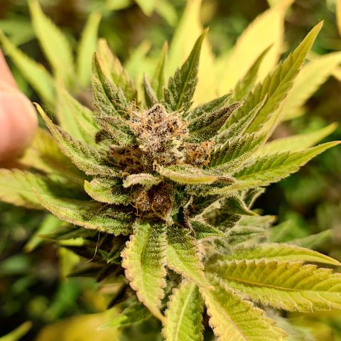 Red mandarine #4 growlog photo: Últimos días para el corte EC actual en 800ms