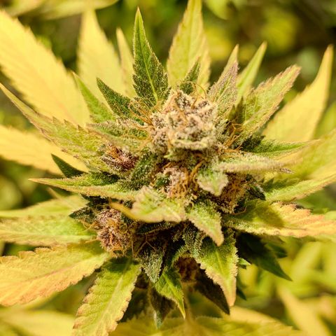 Red mandarine #4 growlog photo: Últimos días para el corte EC actual en 800ms