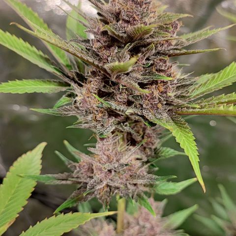 Red mandarine #4 growlog photo: Últimos días para el corte EC actual en 800ms
