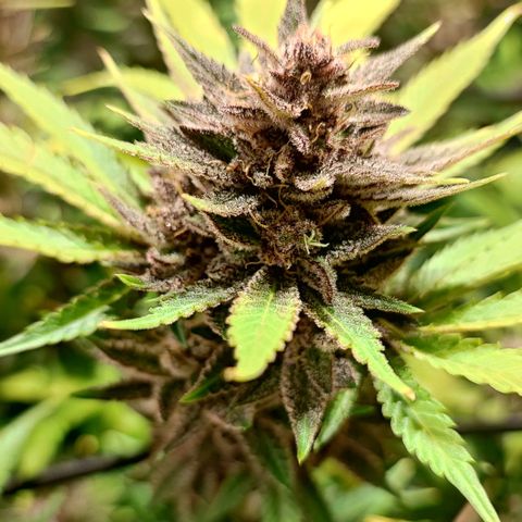 Red mandarine #4 growlog photo: Últimos días para el corte EC actual en 800ms