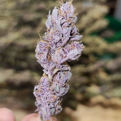 Red mandarine #4 growlog timeline photo