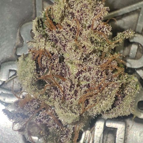 Red mandarine #4 growlog photo: Perfectos ya con 2 semanas de curado, 3 fenotipos uno morado completo con intenso sabor a berries, mandarina y crema, fenotipo 2 rosado,morado y verde mucho sabor a fruta dulce, mandarina y crema, fenotipo 3 verde con tonos rosados full sabor a mango limón mandarina y crema todos exquisitos y efecto emborrachador bastante potente más de lo imaginado.