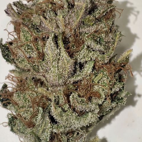 Red mandarine #4 growlog photo: Perfectos ya con 2 semanas de curado, 3 fenotipos uno morado completo con intenso sabor a berries, mandarina y crema, fenotipo 2 rosado,morado y verde mucho sabor a fruta dulce, mandarina y crema, fenotipo 3 verde con tonos rosados full sabor a mango limón mandarina y crema todos exquisitos y efecto emborrachador bastante potente más de lo imaginado.