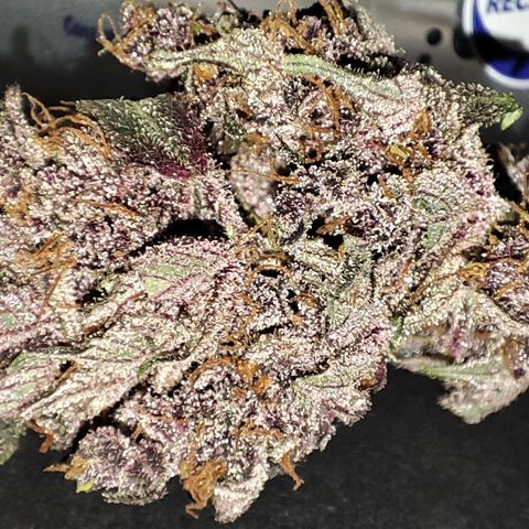 Red mandarine #4 growlog photo: Espectaculares flores se logró 1.4gxW buen ahorro de luz poco wataje para gran cosecha al punto que pude seleccionar para fumar lo mejor el resto para aceite rso topico.
Sin duda recomiendo los leds blackcob sobretodo la nueva generación y las semillas red mandarine de sweet seeds sin duda de los mejores sabores frutales cítricos que he probado con terpenos muy marcados a berries, bayas, mandarina y un toque especiado con un leve retoque cremoso al paladar