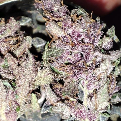 Red mandarine #4 growlog timeline photo