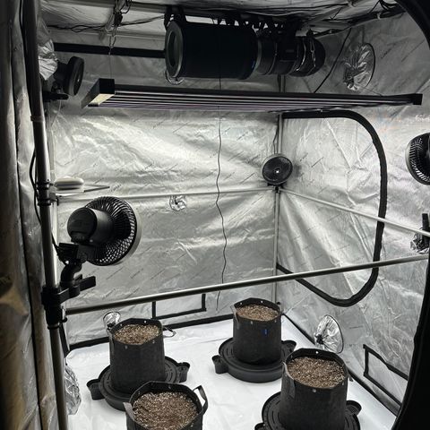 Unknown strain growlog timeline photo