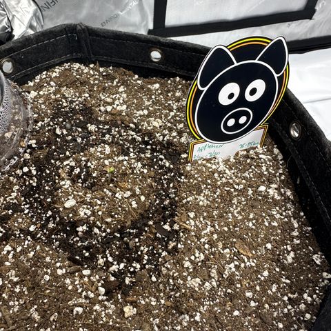 Unknown strain growlog photo: Day 1 appletizer