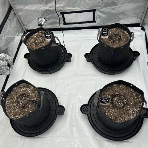 Unknown strain growlog photo: 6 days