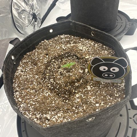 Unknown strain growlog timeline photo