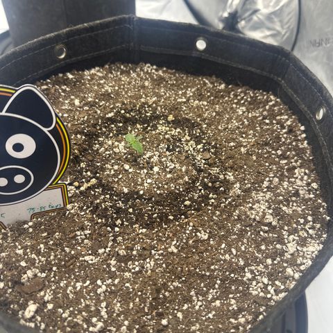 Unknown strain growlog timeline photo