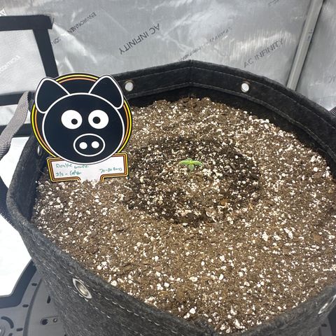 Unknown strain growlog timeline photo