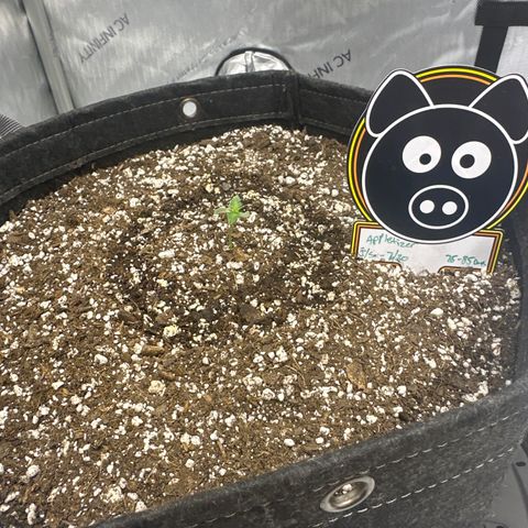 Unknown strain growlog timeline photo
