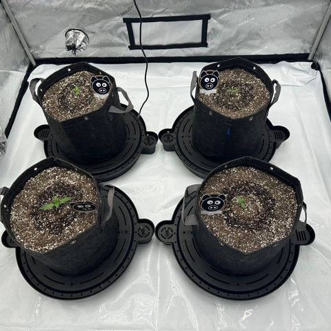 Unknown strain growlog timeline photo