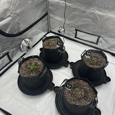 Unknown strain growlog timeline photo