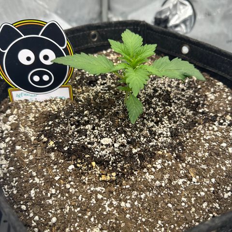 Unknown strain growlog photo: First feed