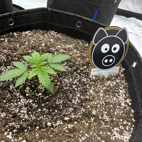 Unknown strain growlog photo: First feed