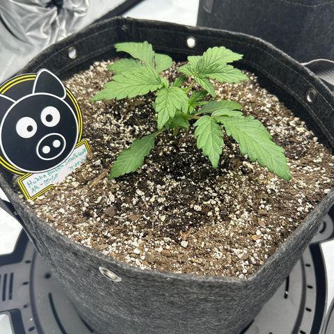 Unknown strain growlog photo: First feed