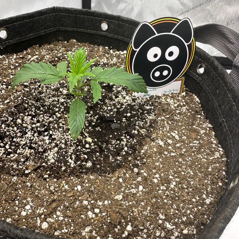 Unknown strain growlog photo: First feed