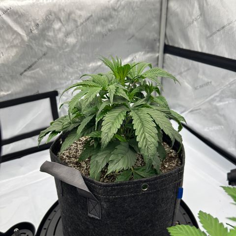 Unknown strain growlog timeline photo