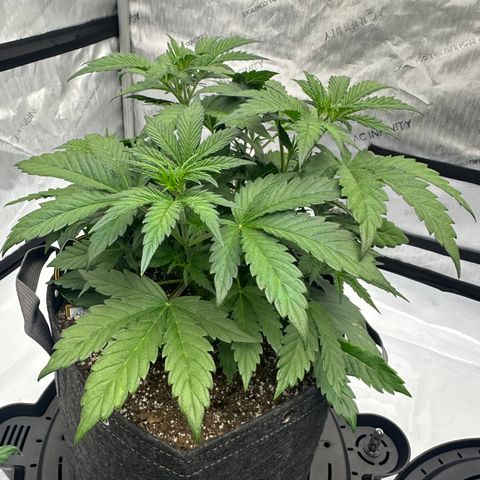 Unknown strain growlog timeline photo