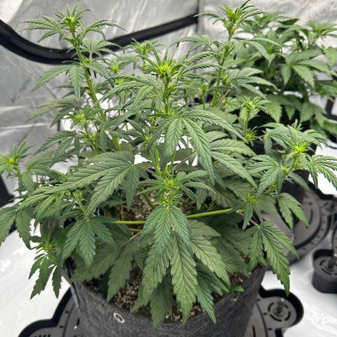 Unknown strain growlog timeline photo