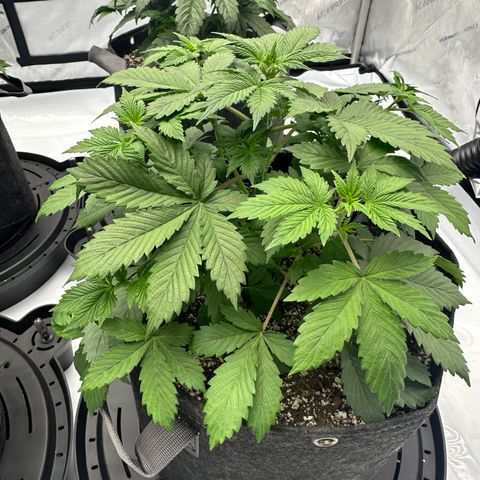 Unknown strain growlog timeline photo