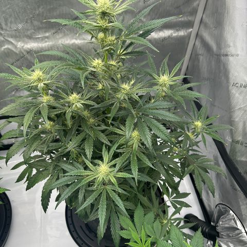 Unknown strain growlog timeline photo