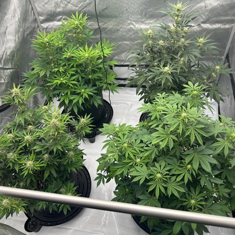 Unknown strain growlog timeline photo
