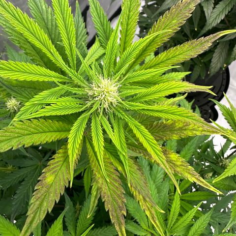 Unknown strain growlog timeline photo