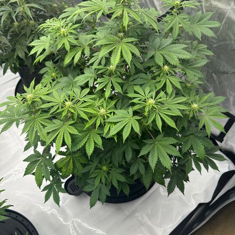 Unknown strain growlog timeline photo