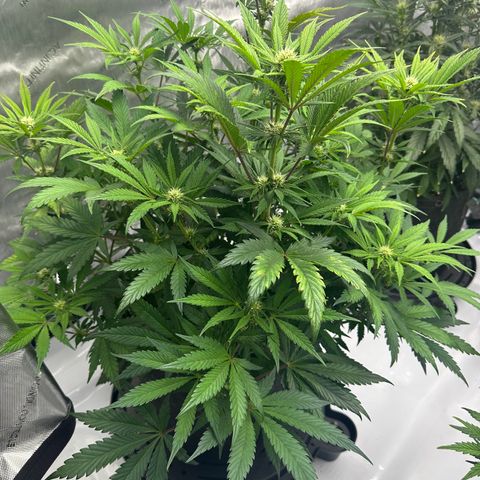 Unknown strain growlog timeline photo