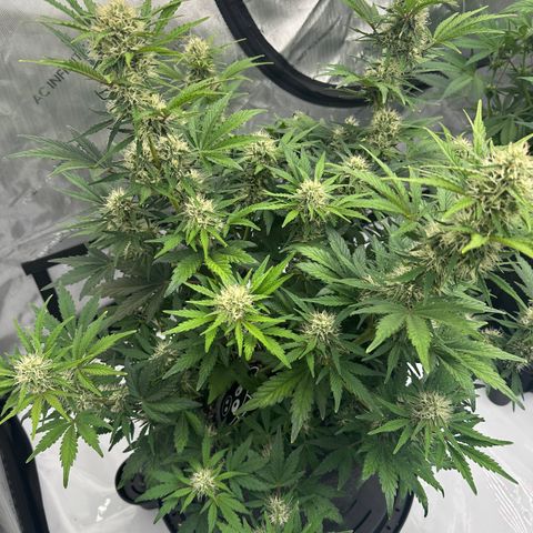 Unknown strain growlog timeline photo