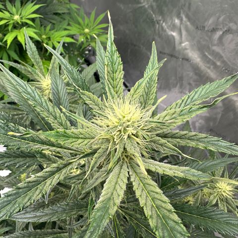 Unknown strain growlog timeline photo