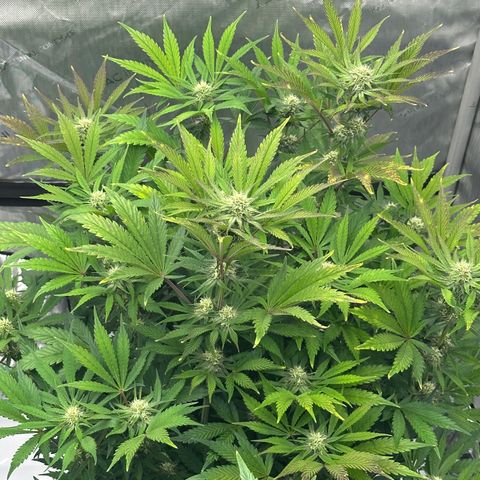 Unknown strain growlog timeline photo