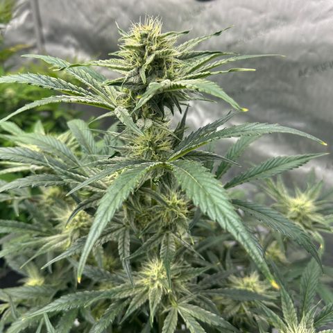 Unknown strain growlog timeline photo