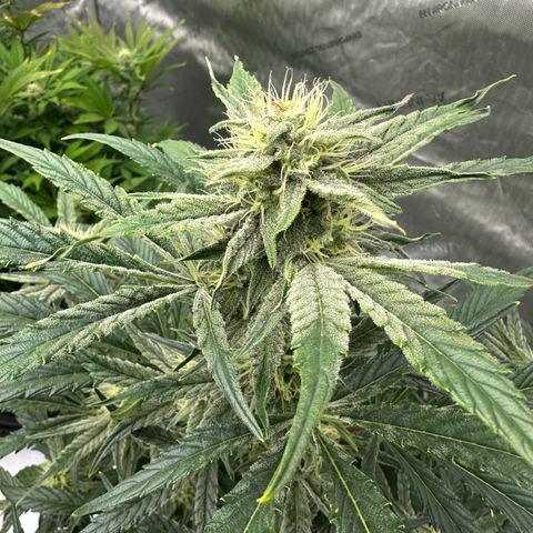 Unknown strain growlog timeline photo