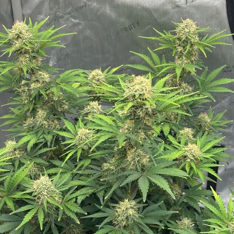 Unknown strain growlog timeline photo