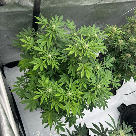 Unknown strain growlog timeline photo