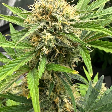 Unknown strain growlog timeline photo