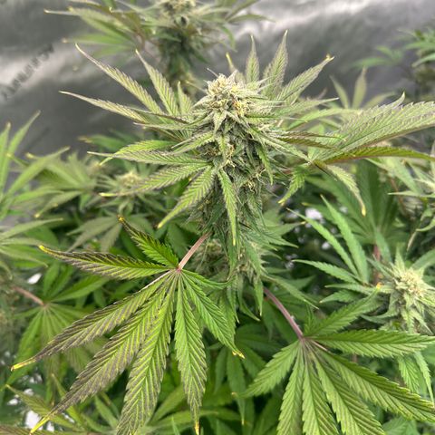 Unknown strain growlog timeline photo